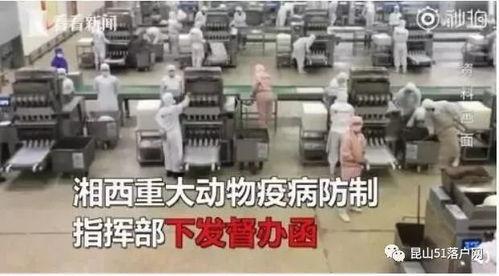 非洲猪瘟最新爆料,揭秘病毒传播与防控策略  第2张